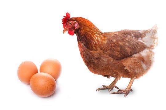 A brown chicken stands next to a group of three eggs on a white background.